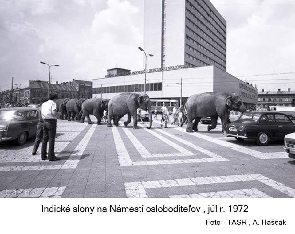 Slony na Námestí Osloboditeľov